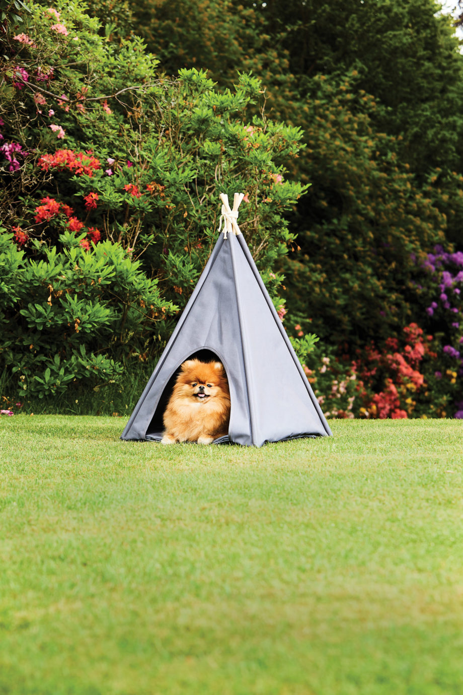 Dog sitting in a pet teepee on a lawn