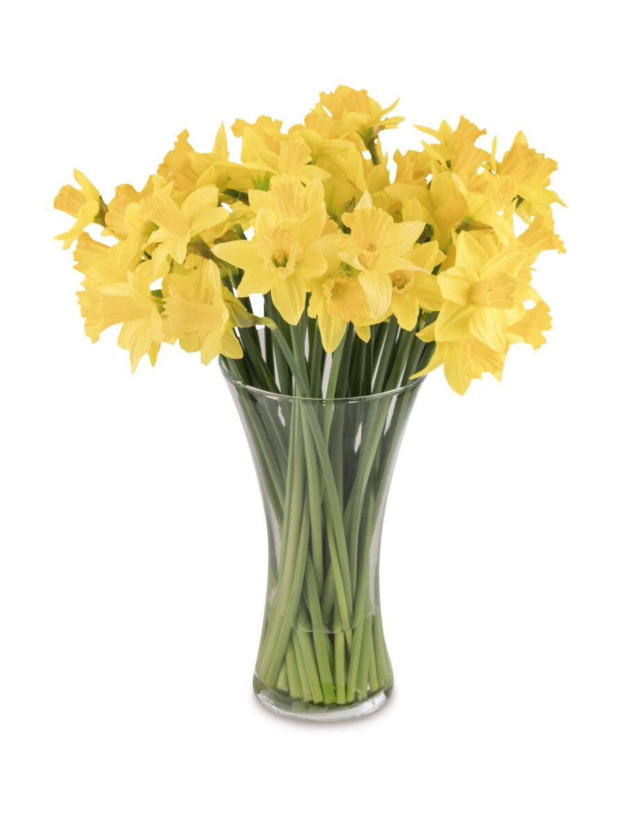 Daffodil Day Bumper Bouquet